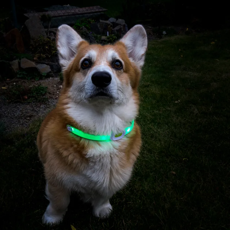 Собачий нашийник LED Light Petsaber Maxi Собачий нашийник LED Light Petsaber Maxi